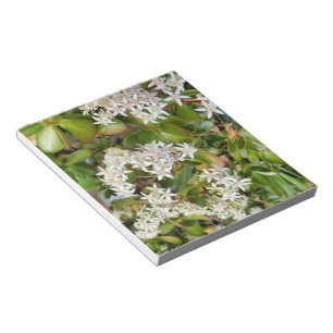 Bloc De Notas Crassula ovata
