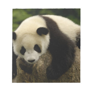 Bloc De Notas Cría de panda gigante (Ailuropoda melanoleuca)