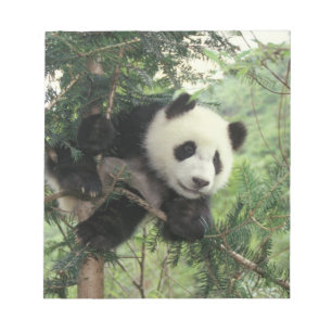 Bloc De Notas Cría de panda gigante trepa a un árbol, Valle de W