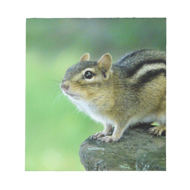 Bloc De Notas Curioso Chipmunk Notepad (Frente)