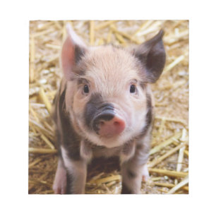 Bloc De Notas Cute Piglet