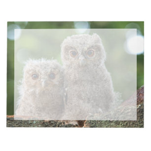 Bloc De Notas Cutest Baby Animals Two Young Owls