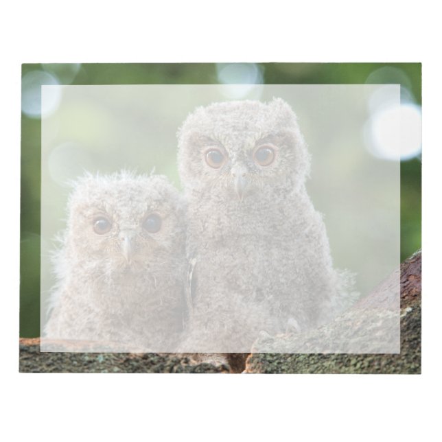 Bloc De Notas Cutest Baby Animals | Two Young Owls (Frente)