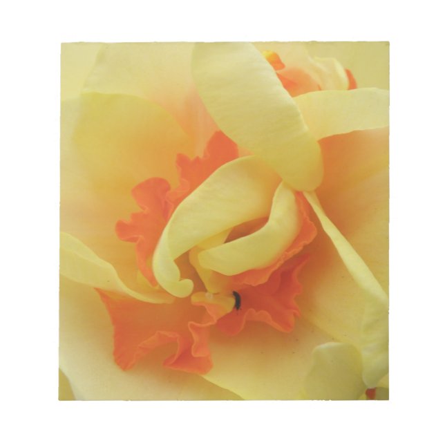 Bloc De Notas Daffodil Daffodil Notepad (Frente)