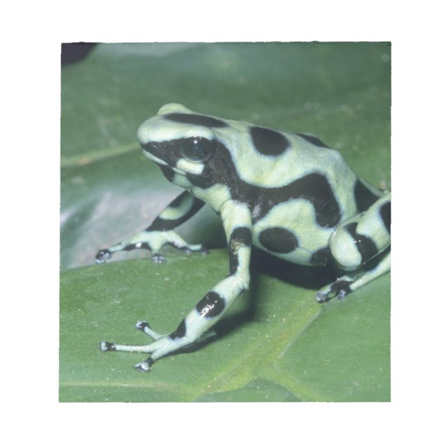 Bloc De Notas Dart Frog venenoso (Dendrobates auratus) Cahuita (Frente)