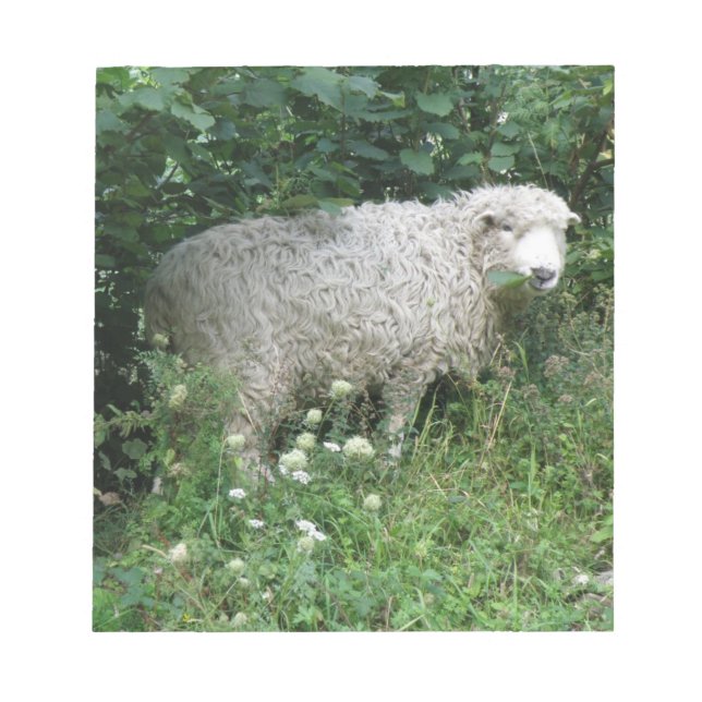 Bloc de notas de alimentación de ovejas blanquecin (Frente)