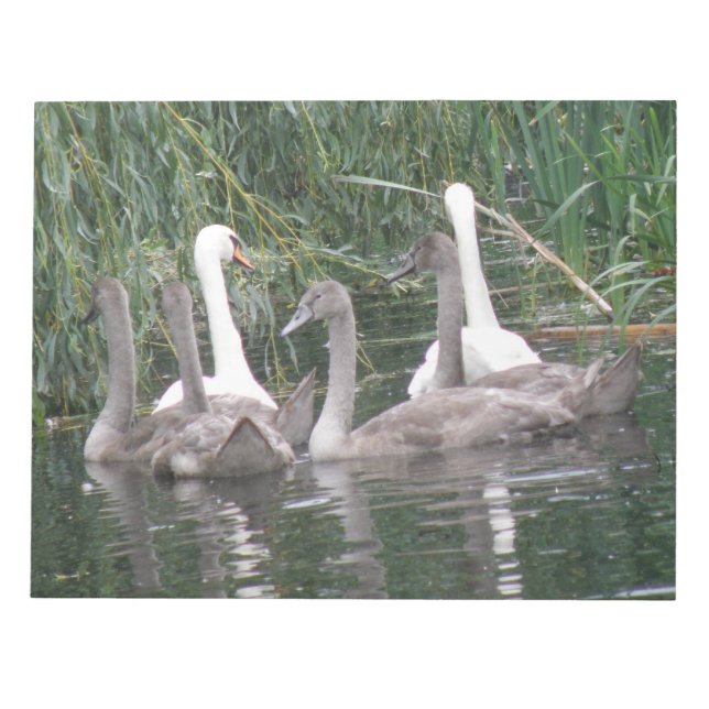 Bloc de notas de cignenes y cisnes (Frente)