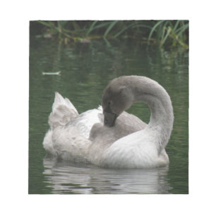 Bloc de notas de cisne dormido