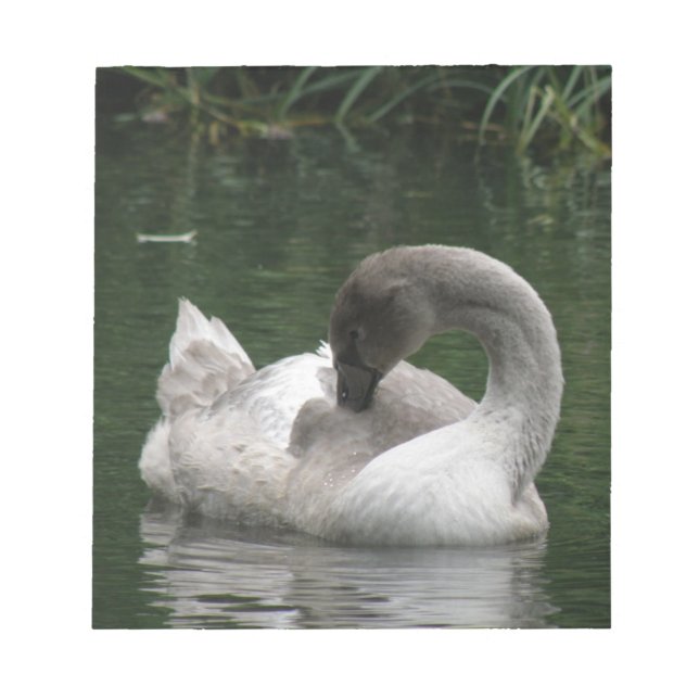 Bloc de notas de cisne dormido (Frente)
