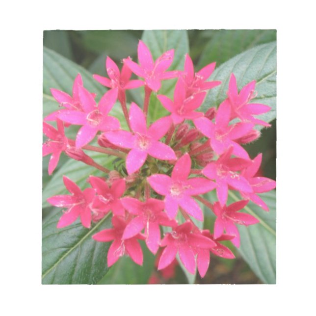Bloc de notas de flores tropicales rosa brillante (Frente)