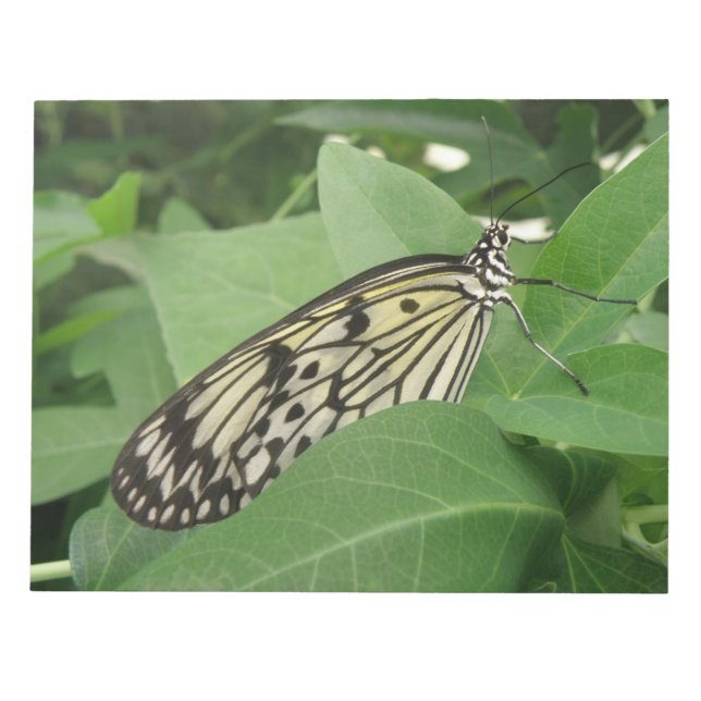 Bloc de notas de la macro de mariposa de cometa de (Frente)
