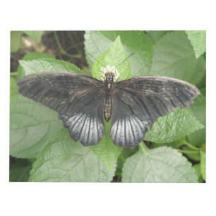 Bloc de notas de la mariposa tropical y las flores