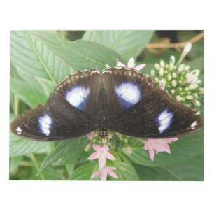 Bloc de notas de mariposa con manchas azules