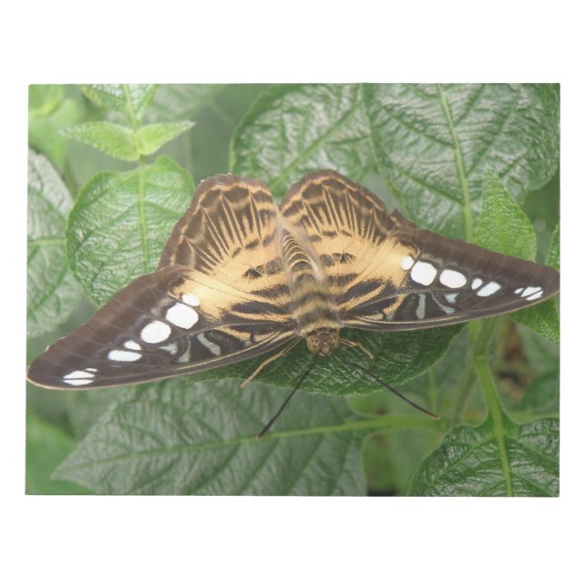 Bloc de notas de mariposa de Clipper Tropical boni (Frente)