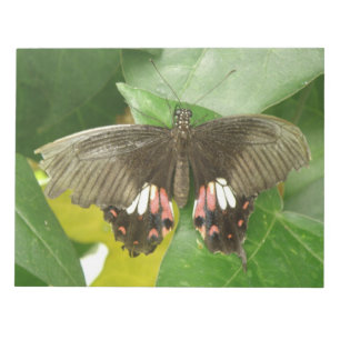 Bloc de notas de mariposa de cola de cerda