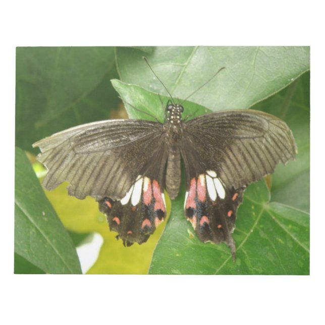 Bloc de notas de mariposa de cola de cerda (Frente)