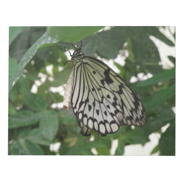Bloc de notas de mariposa de cometa de papel tropi (Frente)