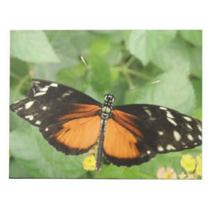 Bloc de notas de mariposa de larga duración del ti