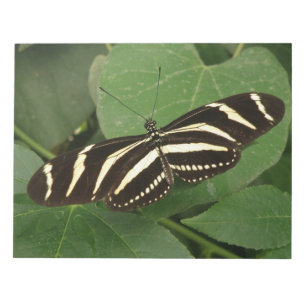 Bloc de notas de mariposa de longitud de cebra