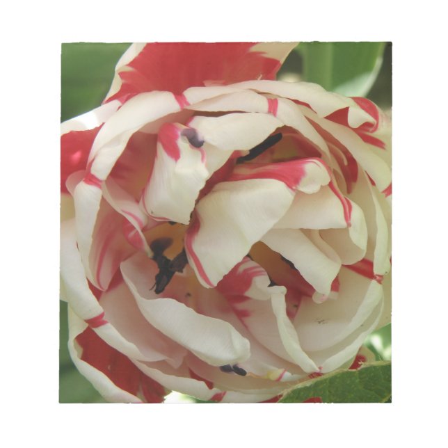 Bloc de notas de tulipano rosa y blanco (Frente)