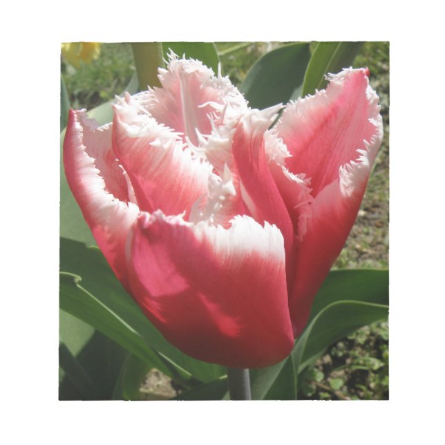 Bloc de notas de tulipano rosado (Frente)