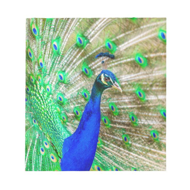 Bloc De Notas Desplome de pavo real (Frente)