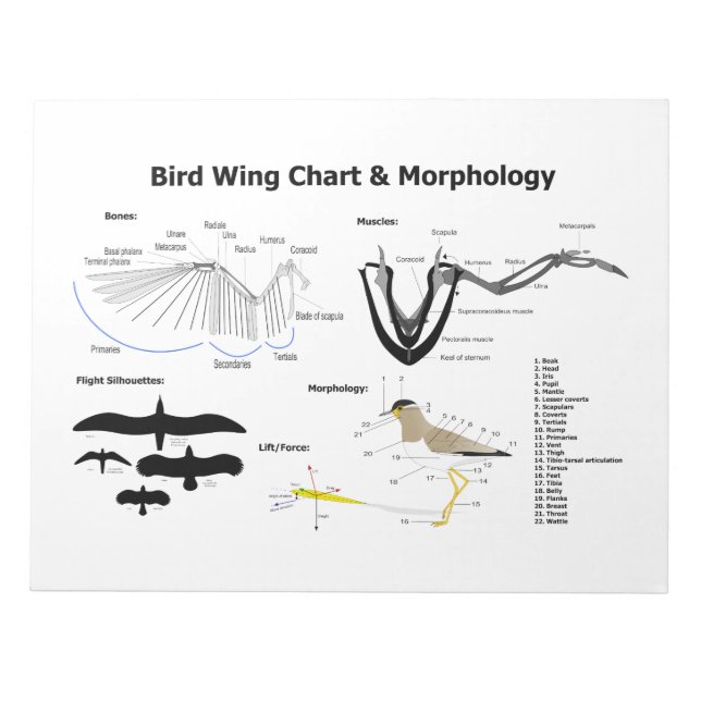 Bloc De Notas Diagrama de la Anatomía de Alas Aves Aves (Frente)