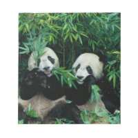 Dos pandas comiendo bambú juntos, Wolong