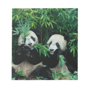 Bloc De Notas Dos pandas comiendo bambú juntos, Wolong