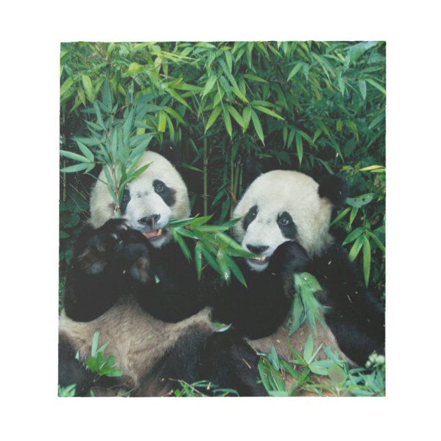 Bloc De Notas Dos pandas comiendo bambú juntos, Wolong (Frente)