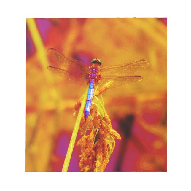 Bloc De Notas Dragonfly arcoiris sobre ámbar y fuschia (Frente)