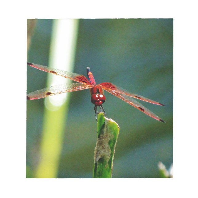 Bloc De Notas Dragonfly Frontal Rojo y Negro (Frente)