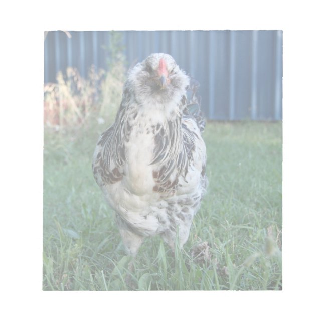 Bloc De Notas Easter Egger Rooster (Frente)