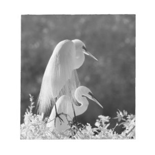 Bloc De Notas EE. UU., Florida, Garza Blanca (Ardea alba) infrar