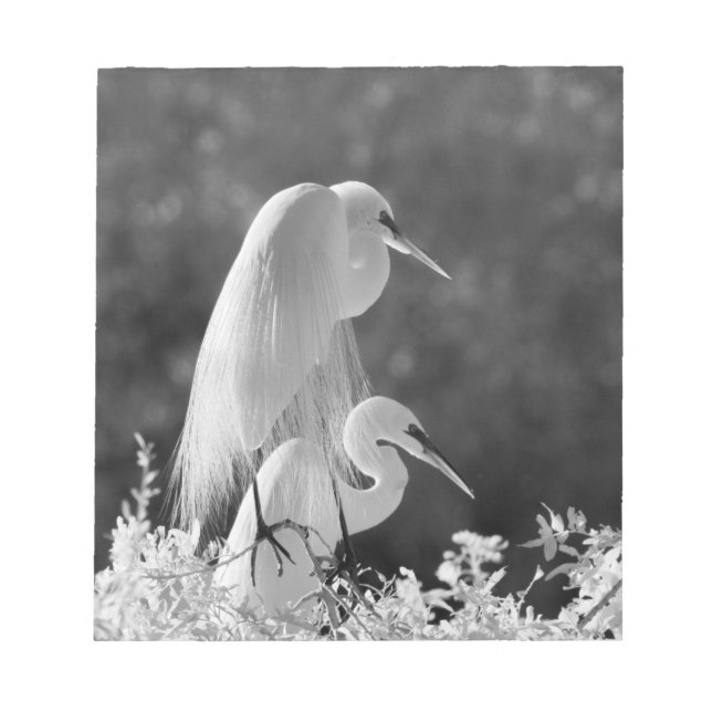 Bloc De Notas EE.UU., Florida, Gran Egret (Ardea alba) infrarroj (Frente)