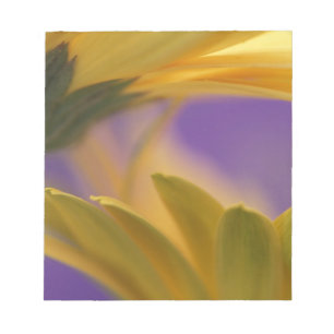 Bloc De Notas EE.UU., Pennsylvania. Yellow Gerbera Daisies, cerc