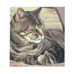 Bloc De Notas EE. UU., Utah, Capitol Reef NP. Gato atigrado durm
