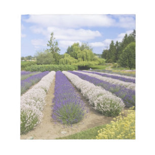 Bloc De Notas EE. UU., WA, Sequim, Purple Haze Lavender Farm