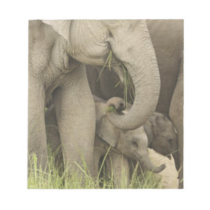 Bloc De Notas Elefante indio / asiático y cría, Corbett 3