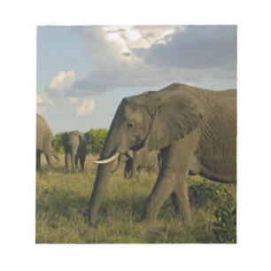 Bloc De Notas Elefantes africanos pastando, Loxodonta africana,