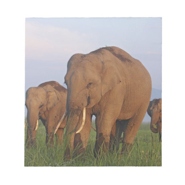 Bloc De Notas Elefantes indios en la pradera (Frente)