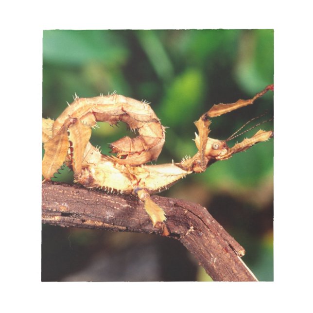 Bloc De Notas Espectador de Macleay (insecto Spiney Stick), (Frente)