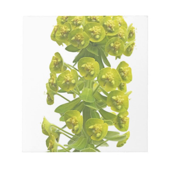 Bloc De Notas Euphorbia (Frente)