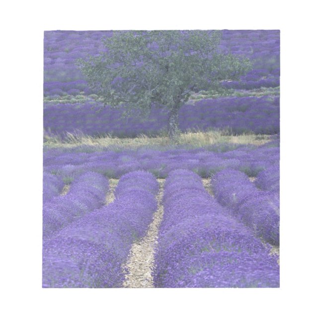 Bloc De Notas Europa, Francia, Provenza, Sault, Lavender 2 (Frente)