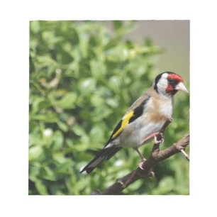 Bloc De Notas FInch