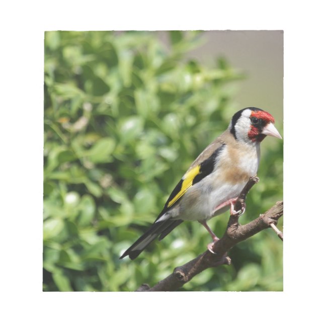 Bloc De Notas FInch (Frente)