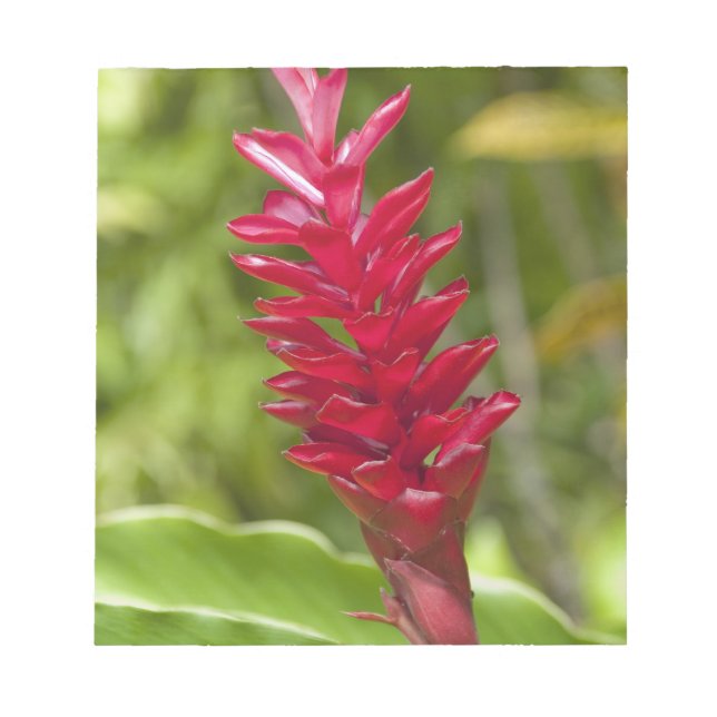Bloc De Notas Fiyi, isla de Viti Levu. Flor. (Frente)