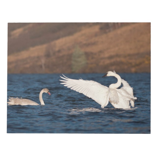 Bloc De Notas Flapping Swan (Frente)