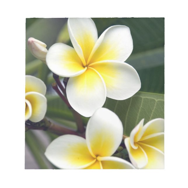 Bloc De Notas flor de frangipani Islas Cook (Frente)