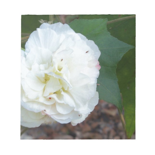 Bloc De Notas flor de hibiscus mutabilis blanco (Frente)